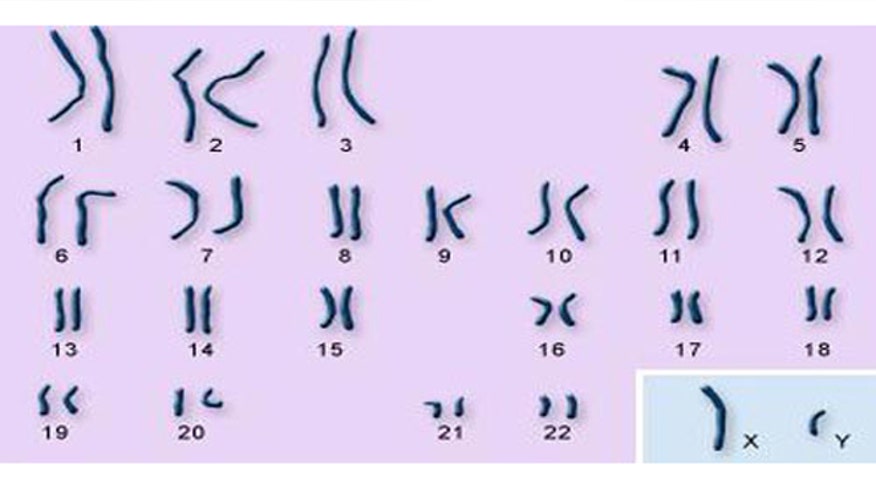 chromosomes map.jpg